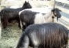 Carantină națională de 30 de zile pentru ovine și caprine. ANSVSA ia măsuri urgente de combatere a Pestei Micilor Rumegătoare