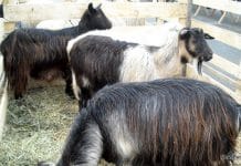 Carantină națională de 30 de zile pentru ovine și caprine. ANSVSA ia măsuri urgente de combatere a Pestei Micilor Rumegătoare