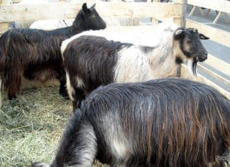 DSVSA Suceava a început pregătirile pentru campania de vaccinare împotriva variolei ovine și caprine. Crescătorii de animale, informați despre măsurile de protecție și restricțiile în vigoare