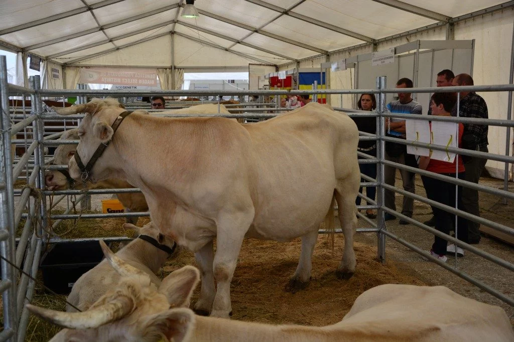 Targul zootehnie bovine (44)