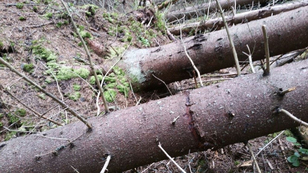 arbori doboratura (2)