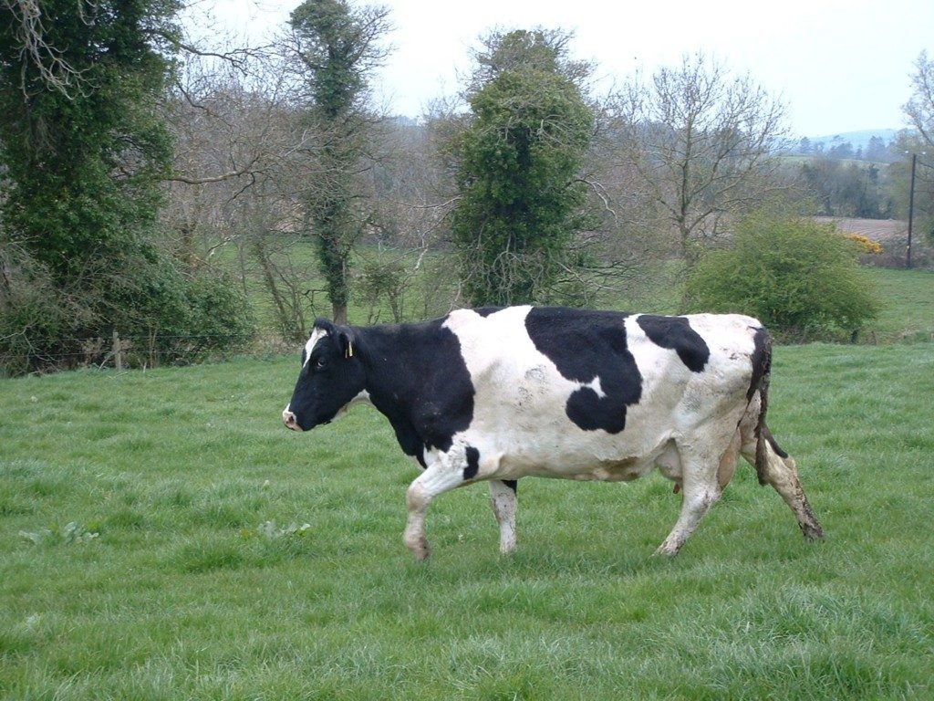 vaca