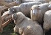 DSVSA Suceava instituie carantină pentru ovine și caprine. Transporturile de animale, suspendate timp de 30 de zile