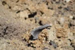 distrugere munitie Bogata (17)