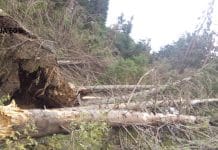 Accident de muncă în pădurea de la Moldovița. Un lucrător forestier, rănit după prăbușirea unui arbore