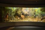 muzeul stiintele naturii (3)