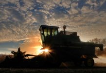 Recoltă de porumb de pe 1,2 hectare treierată și preluată din eroare în Frătăuții Noi de operatorul combinei agricole care a confundat terenurile