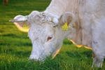 vaca carne lapte