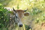 vaca lapte carne