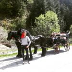 Domeniul Cailor – Bucovina frizieni (11)