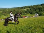 Domeniul Cailor – Bucovina frizieni (3)