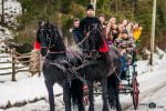 Domeniul Cailor – Bucovina frizieni (4)