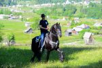 Domeniul Cailor – Bucovina frizieni (5)