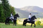 Domeniul Cailor – Bucovina frizieni (6)