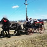 Domeniul Cailor – Bucovina frizieni (8)