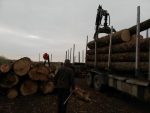 garda forestiera lemn busteni (1)