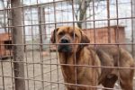 adapost animale (4)