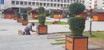 suceava lalele strazi centru (11)