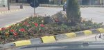 suceava lalele strazi centru (13)