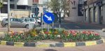 suceava lalele strazi centru (3)