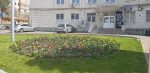 suceava lalele strazi centru (4)
