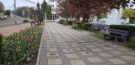 suceava lalele strazi centru (7)