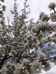frunze copac flori (3)