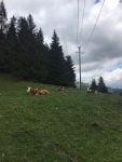 peisaj munte brad turism fundu moldovei (1)