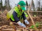 pădure plantare puiet