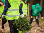 pădure plantare puiet
