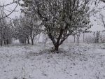 zapada ninsoare (2)