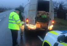 Acțiune „Scutul Pădurii” în zona Gura Humorului: O autoutilitară confiscată și peste 20 mc de lemn fără acte ridicați în doar câteva ore