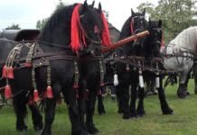Târg de cai și câini ciobănești de Bucovina, duminică, la Botoșana. Intrarea este gratuită