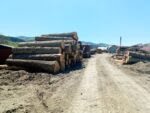 lemn buștean cherestea (2)