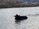 misiune de salvare isu vaca