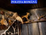 foto trofee