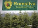 FOTO_ROMSILVA_POMI_CRACIUN_1