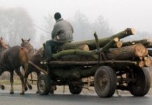 Tăiere și furt de arbori depistat în satul Țibeni. Doi localnici spun că au găsit în zona luncii arbori tăiați și s-au gândit să-l folosească pentru foc