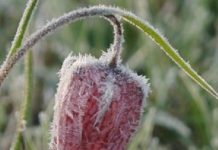 Vreme deosebit de rece și viscol la munte. Cod Galben de vânt puternic și ninsori la munte în județul Suceava