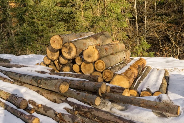 Neconformități descoperite la exploatări forestiere în județul Suceava: Au fost aplicate amenzi de 16.000 lei