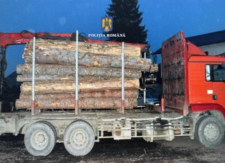 Transport ilegal de lemn descoperit în zona Dorna Candrenilor. O firmă a utilizat avize false pentru transport de lemn deși nu exploatase partida autorizată