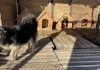 Adăpostul public de câini din Suceava, suspendat 30 de zile. DSVSA a aplicat amenzi de 27.000 de lei, după igienă necorespunzătoare și lipsă de documente