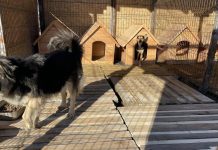 Adăpostul public de câini din Suceava, suspendat 30 de zile. DSVSA a aplicat amenzi de 27.000 de lei, după igienă necorespunzătoare și lipsă de documente