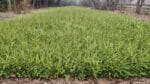 impadurire pepiniera (9)