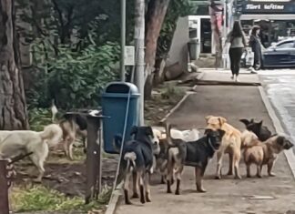 Primăria Suceava demarează a doua campanie de sterilizări gratuite și organizează primul recensământ real al câinilor din municipiu