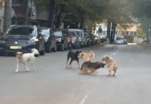 Primăria Suceava cere sprijinul instituțiilor statului după ce orașul a ajuns sub asediul „mafiei câinilor fără stăpân”