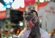 „Ursoaica” albastră din Bucovina, campioană mondială la frumusețe felină: România cucerește aurul cu Kira Kiralina