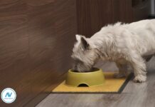 Grija și nutriția sănătoasă se întâlnesc: prin hrana perfectă pentru câini de la Vero Anima