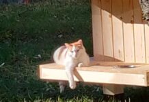 Primăria Suceava: Primele căsuțe pentru pisicile comunitare au fost deja ocupate. Proiectul este realizat fără cheltuieli publice