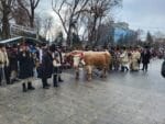 obiceiuri traditii plugusor anul nou parada (19)